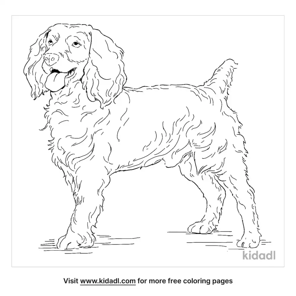 Boykin Spaniel Coloring Page