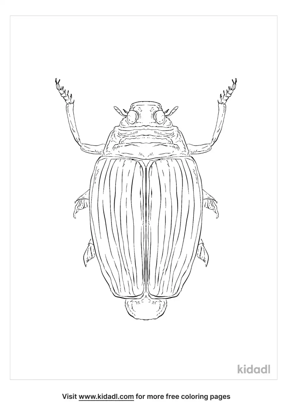 Whirligig Beetle Coloring Page