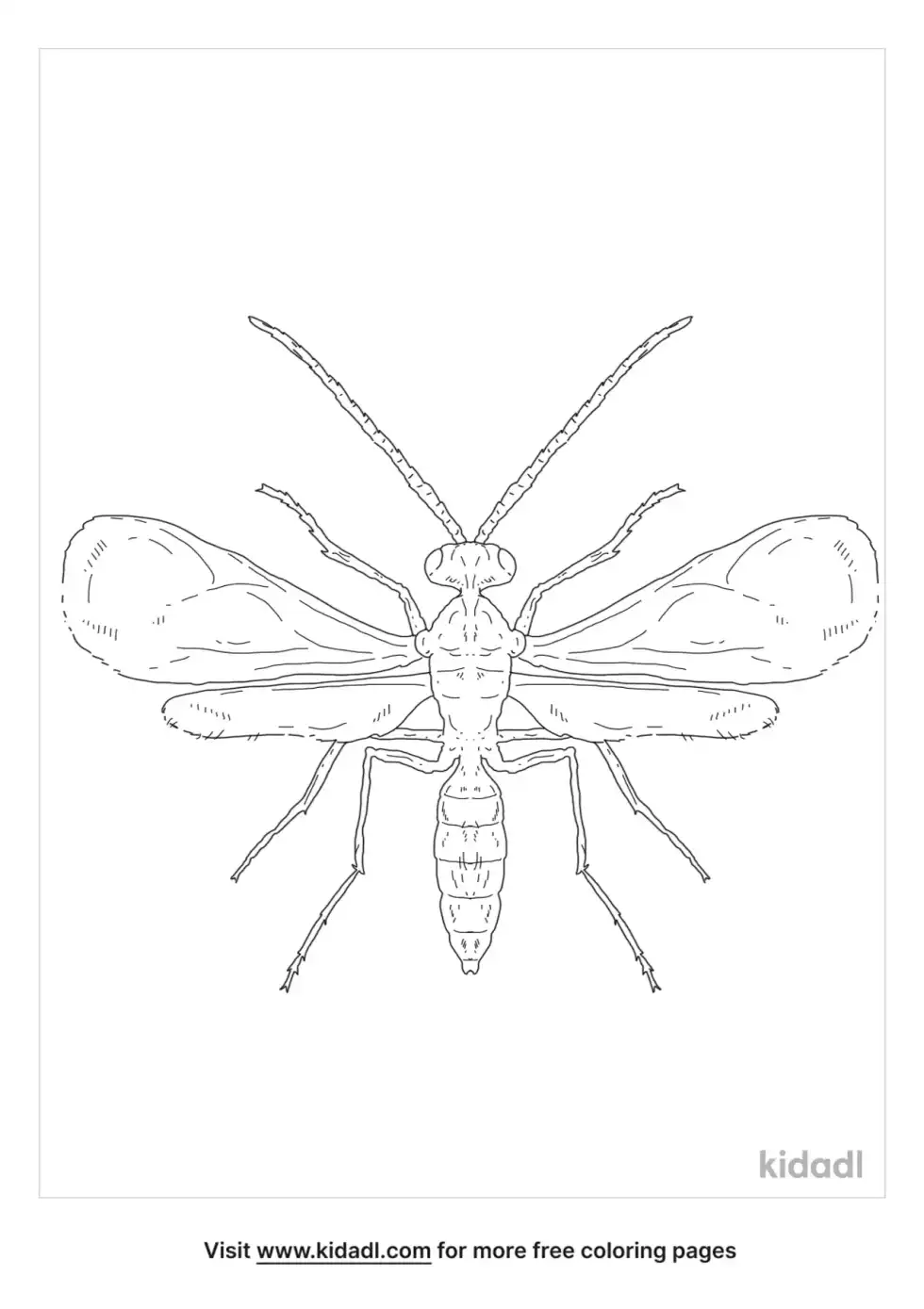 Braconid Wasp Coloring Page