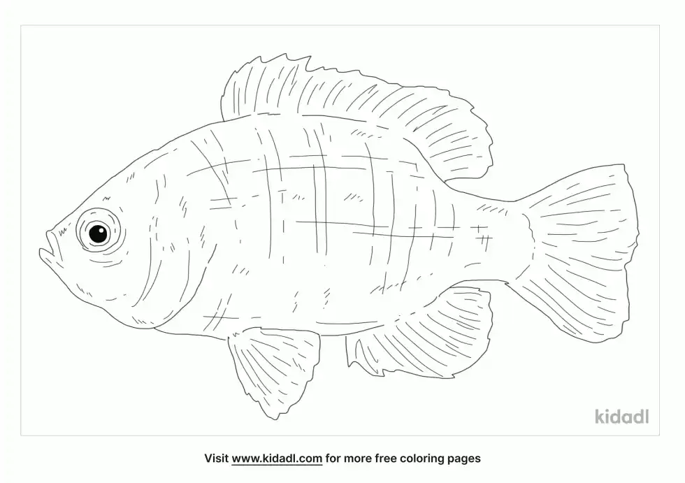 Bantam Sunfish Coloring Page