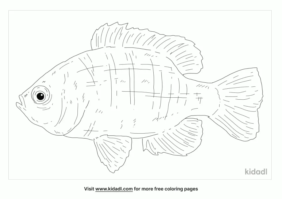 Bantam Sunfish Coloring Page