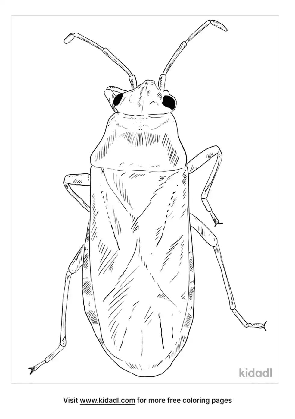 Elm Seed Bug Coloring Page
