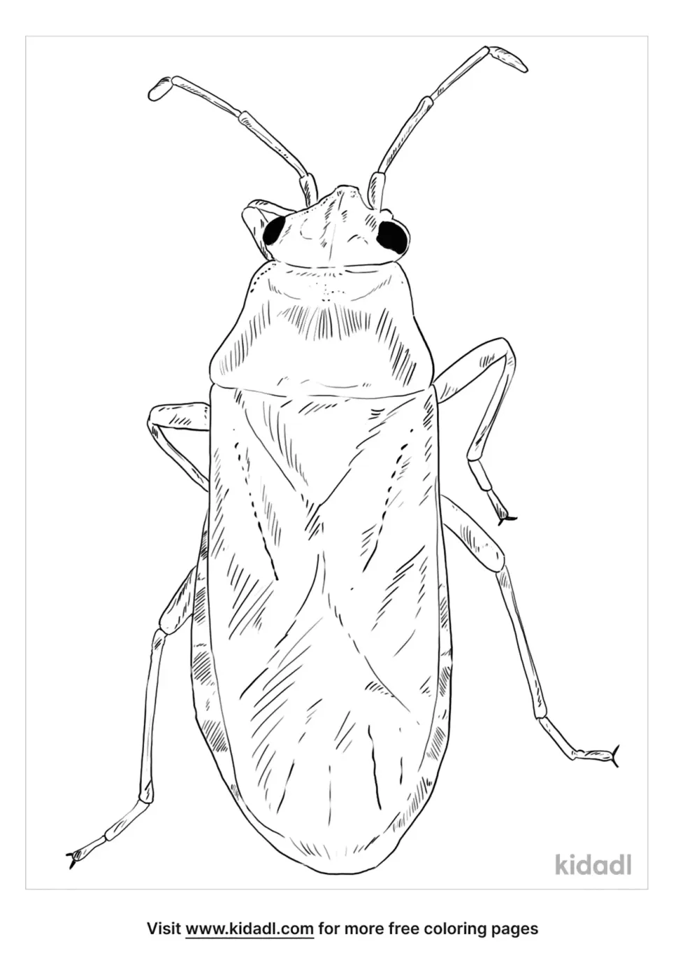 Elm Seed Bug