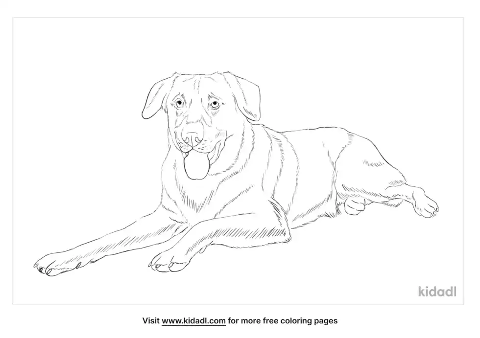 Chinook Dog Coloring Page