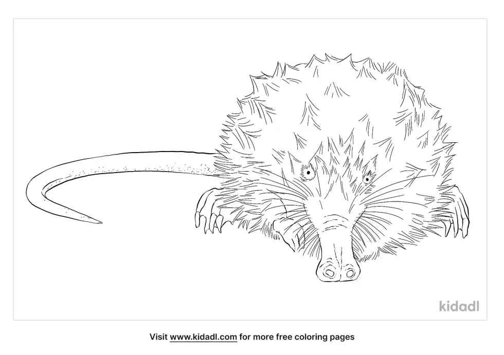 Desman Coloring Page