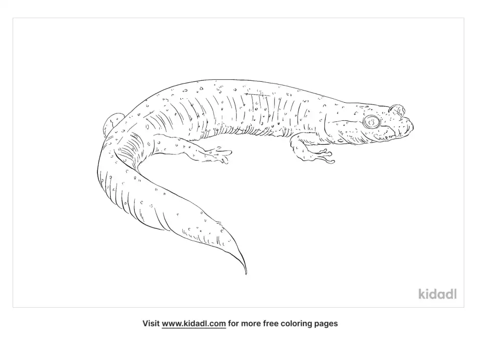Spring Salamander Coloring Page