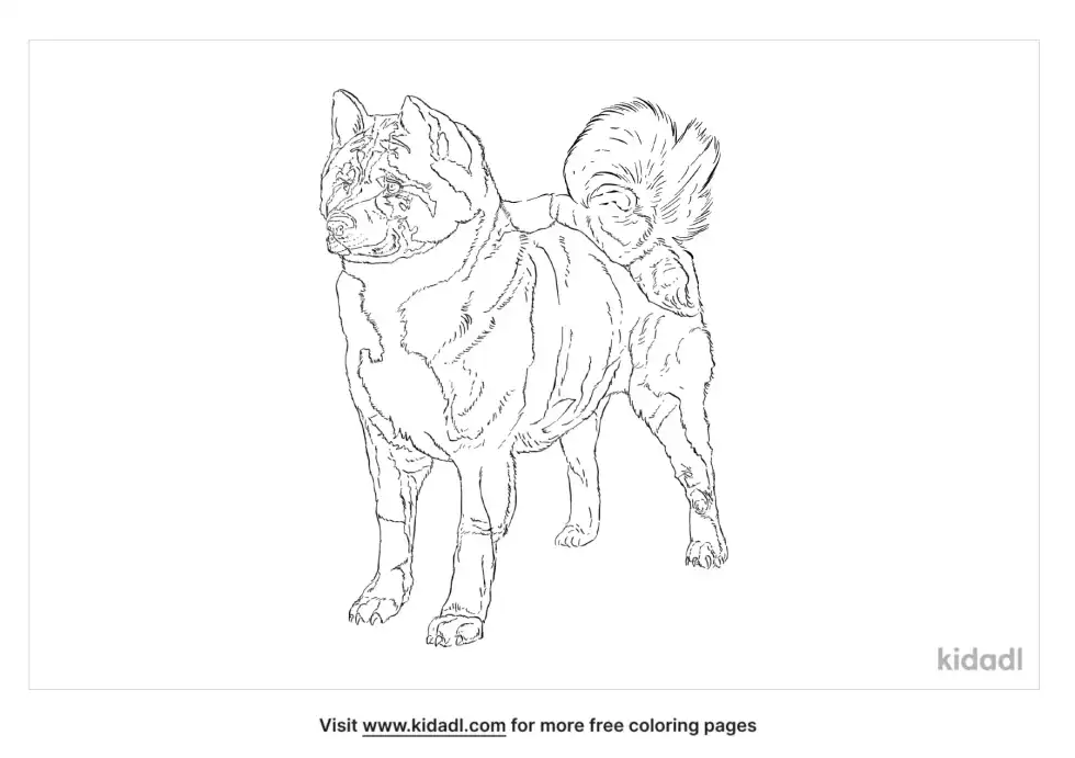 Norwegian Elkhound Coloring Page