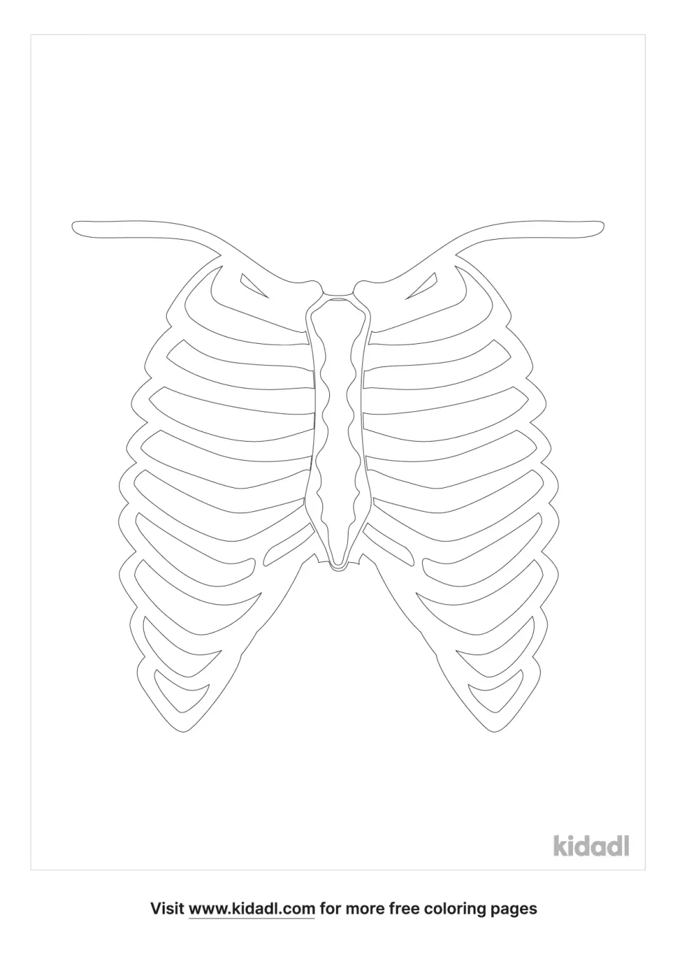 Human Rib Cage | Kidadl