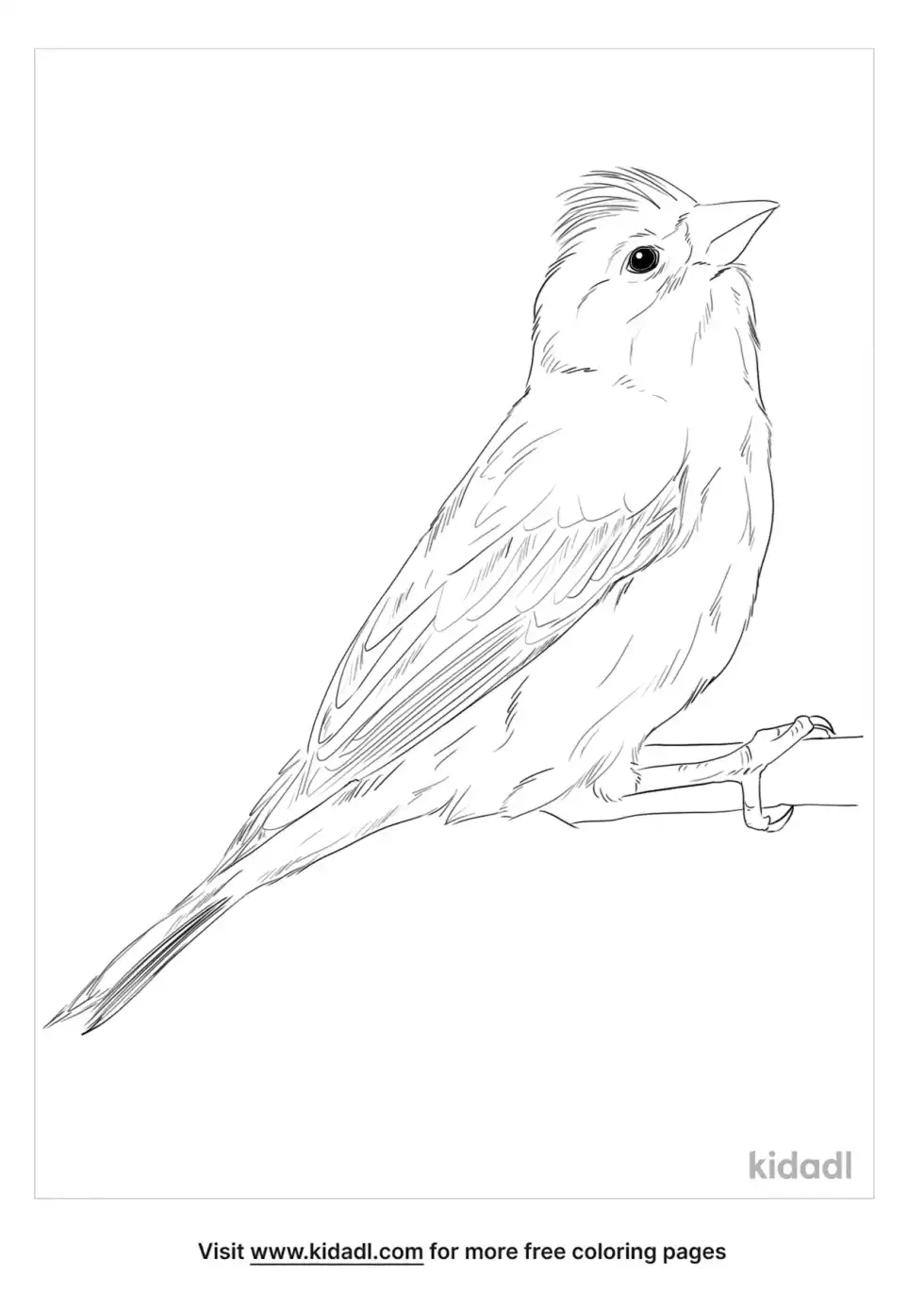 Cassins Finch Coloring Page