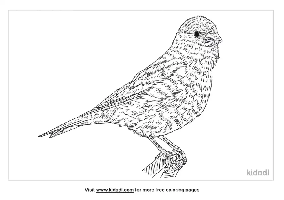 Desert Finch Coloring Page