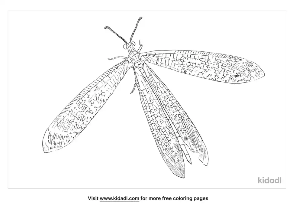 Antlion Coloring Page