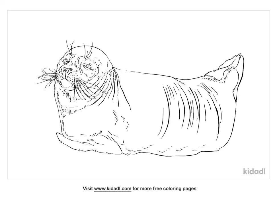 Earless Seal Coloring Page