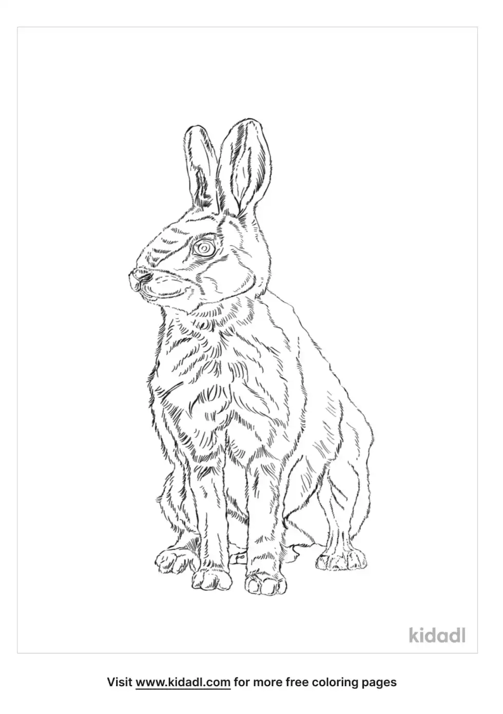 Tolai Hare Coloring Page