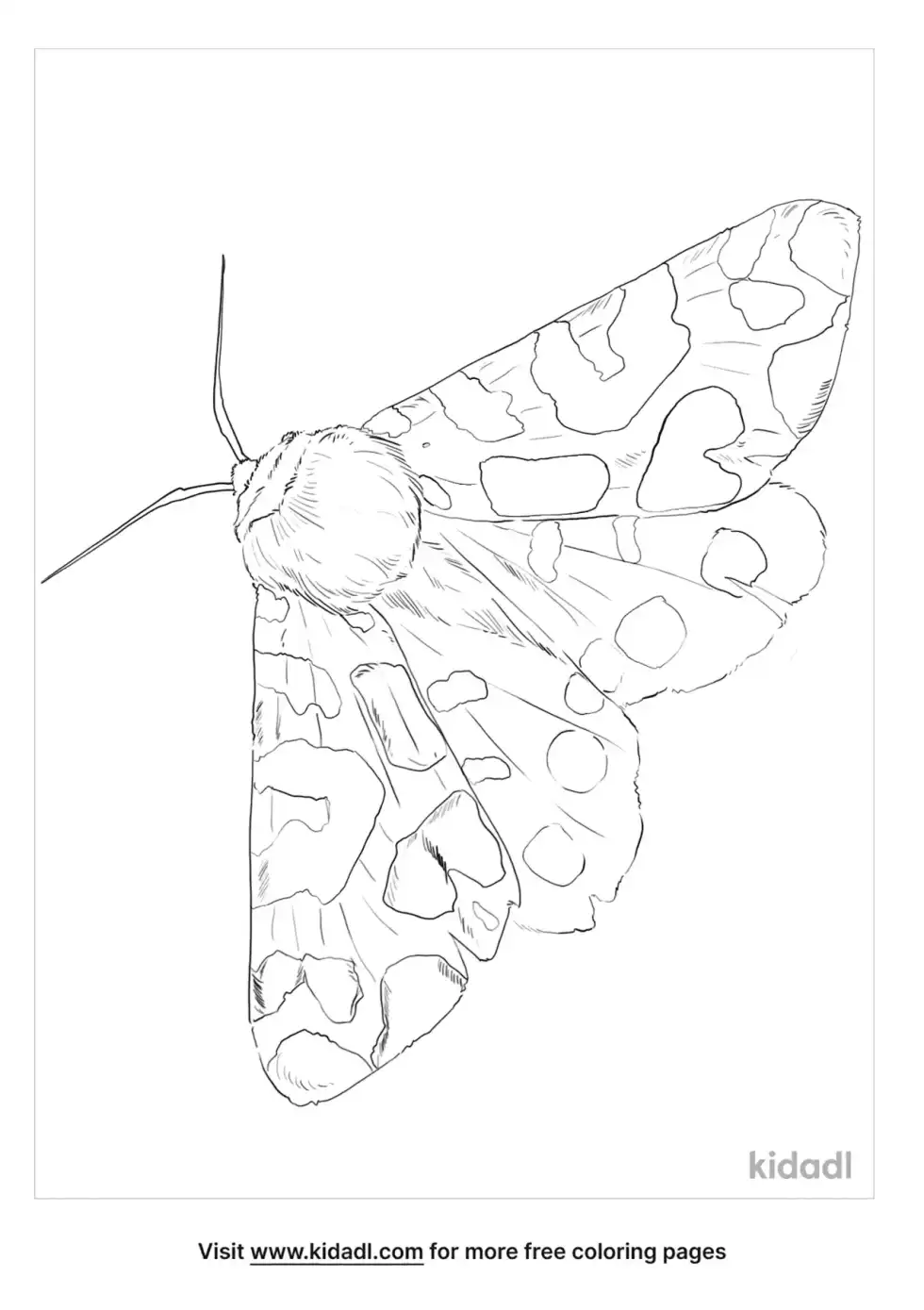 Garden Tiger Moth Coloring Page