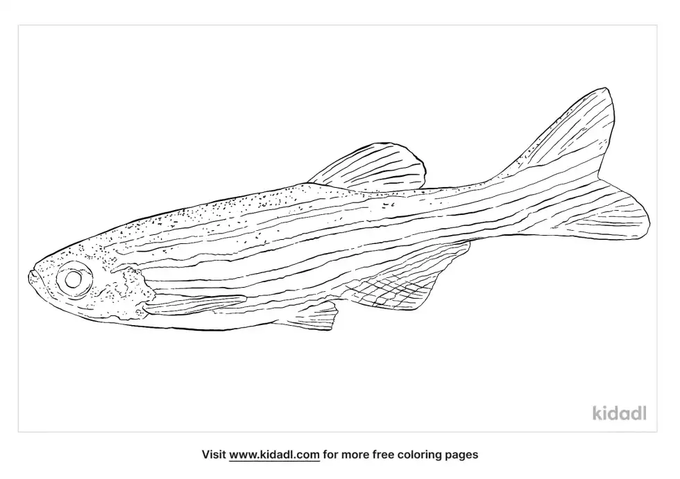 Zebra Danio Coloring Page