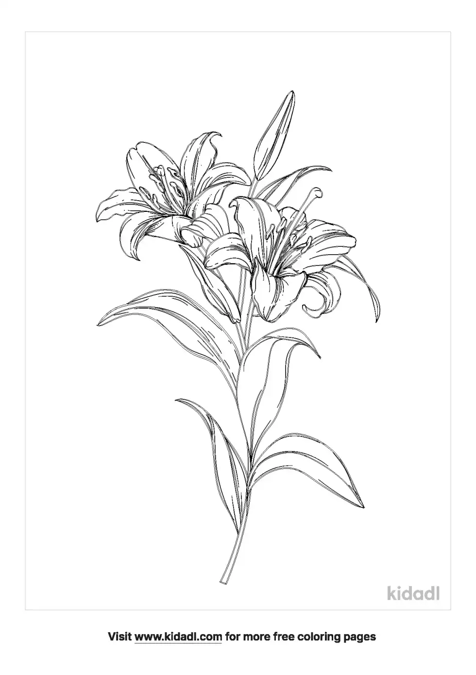 Amaryllis Coloring Page