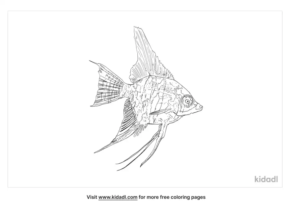 Freshwater Angelfish Coloring Page