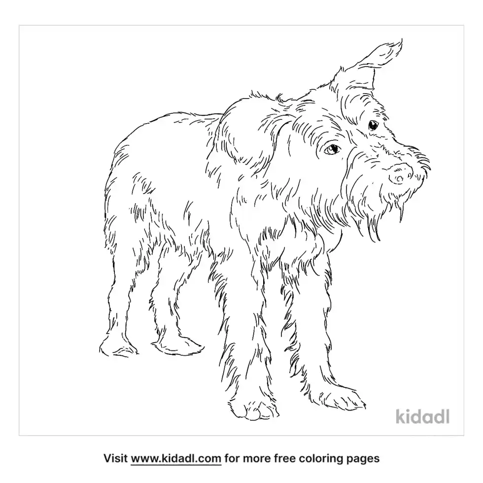 Terripoo Coloring Page