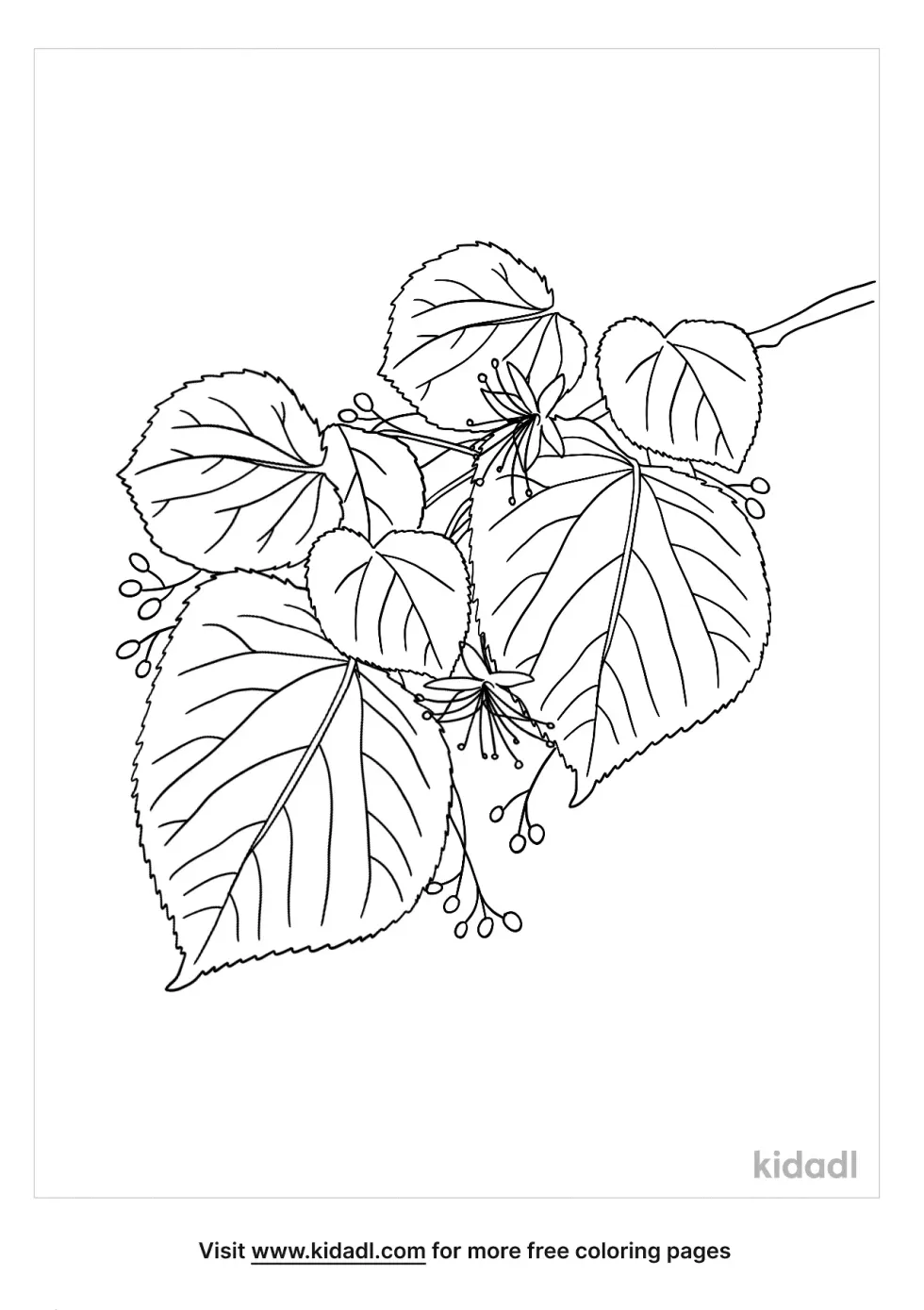 Basswood Coloring Page