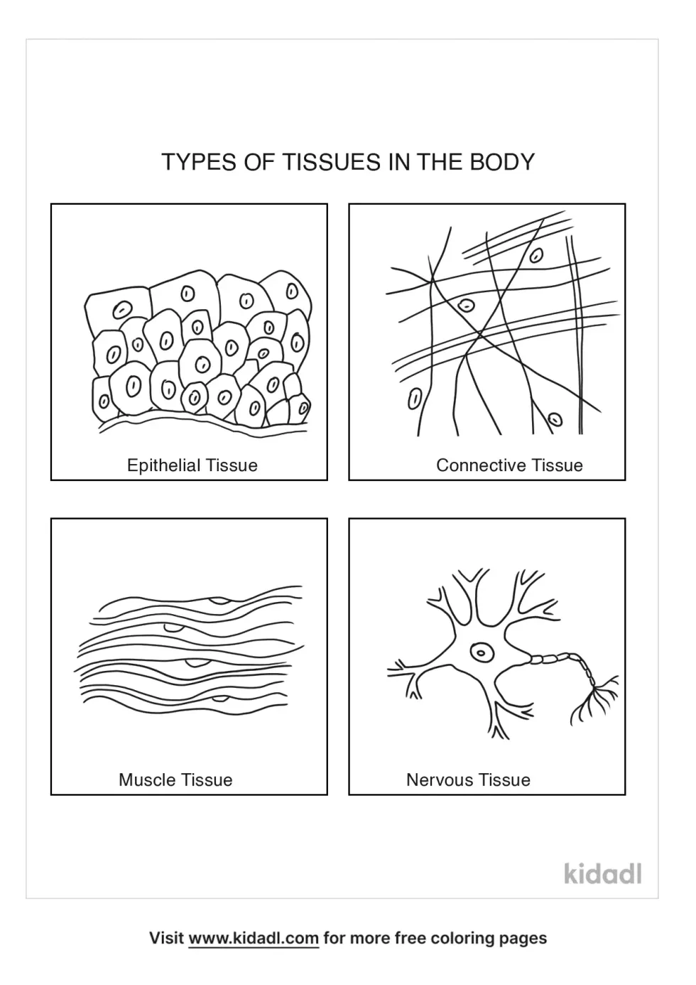 4 Types Tissues In The Body