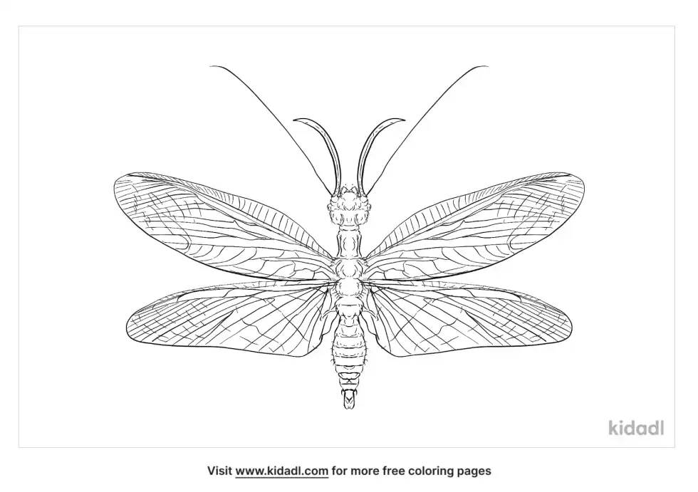 Eastern Dobsonfly Coloring Page