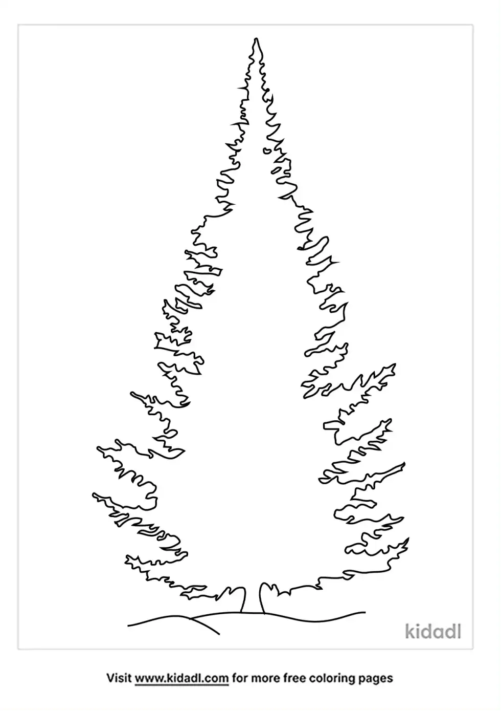 Balsam Fir Coloring Page