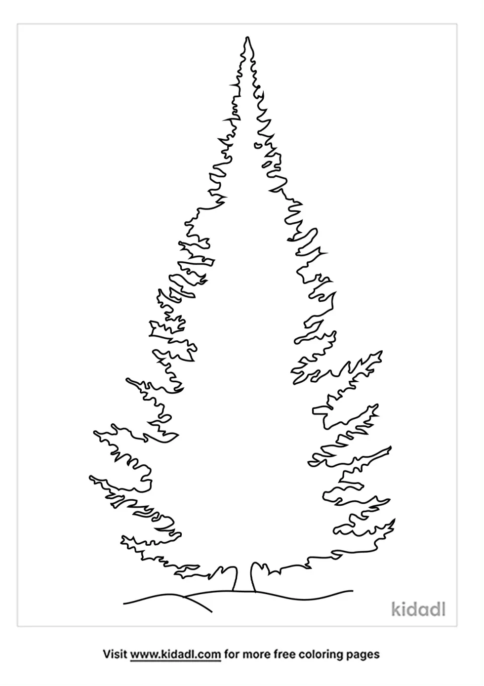 Balsam Fir Coloring Page