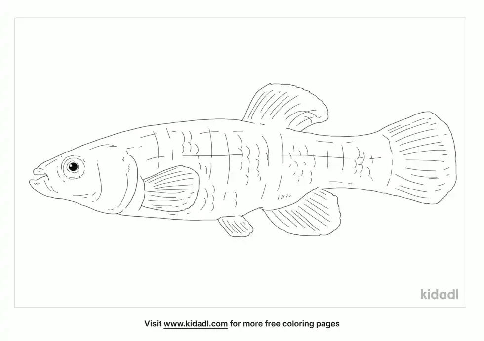 Mummichog Coloring Page