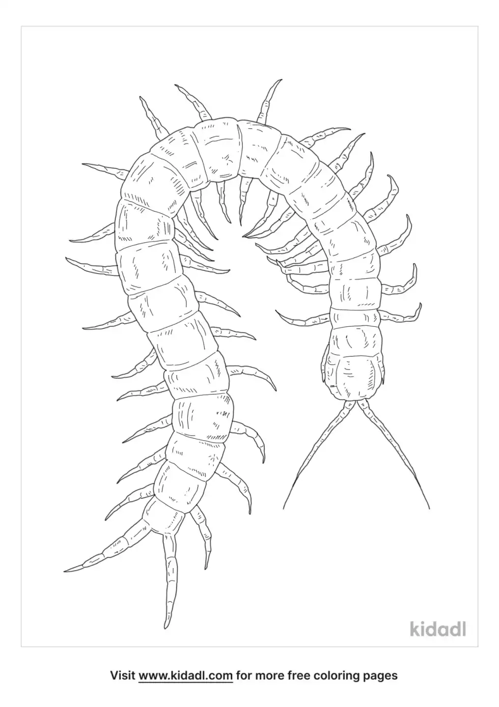 Giant Centipede Coloring Page