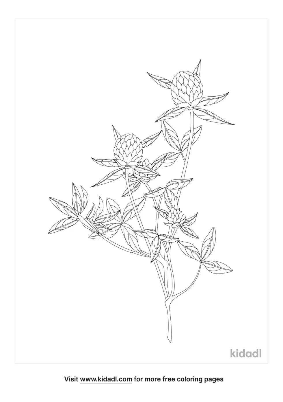 Red Clover Coloring Page
