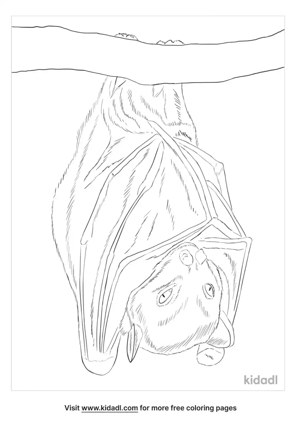 Pygmy Fruit Bat Coloring Page