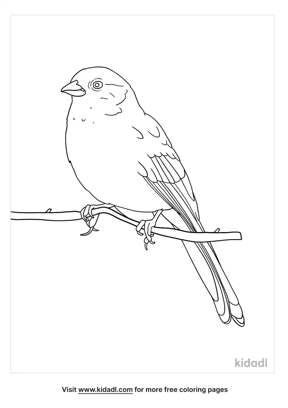 California Towhee Coloring Page
