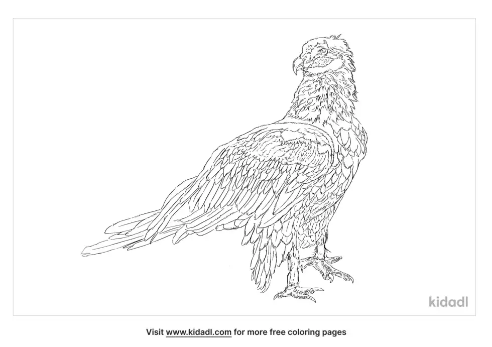 Australian Wedge-Tail Eagle Coloring Page