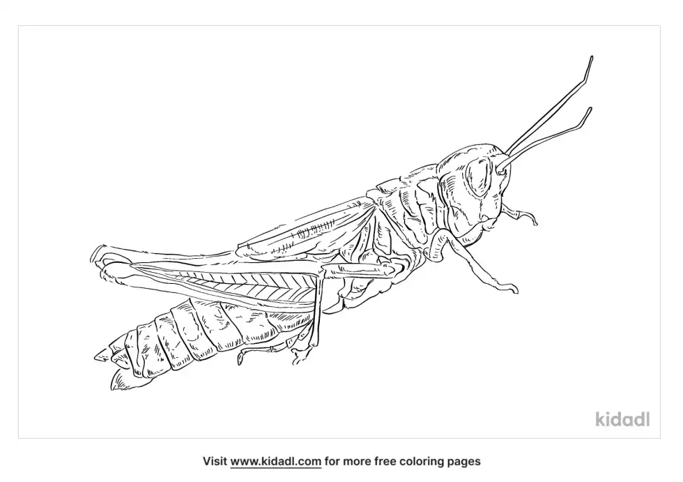 Orthoptera Coloring Page