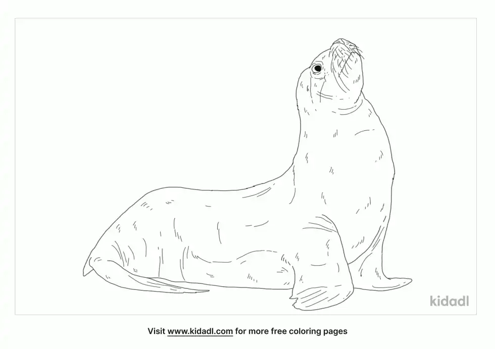California Sea Lion Coloring Page