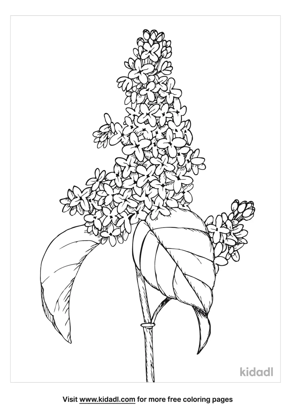 Lilac Coloring Page | Kidadl