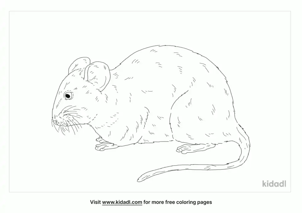 Chinchilla Rat Coloring Page