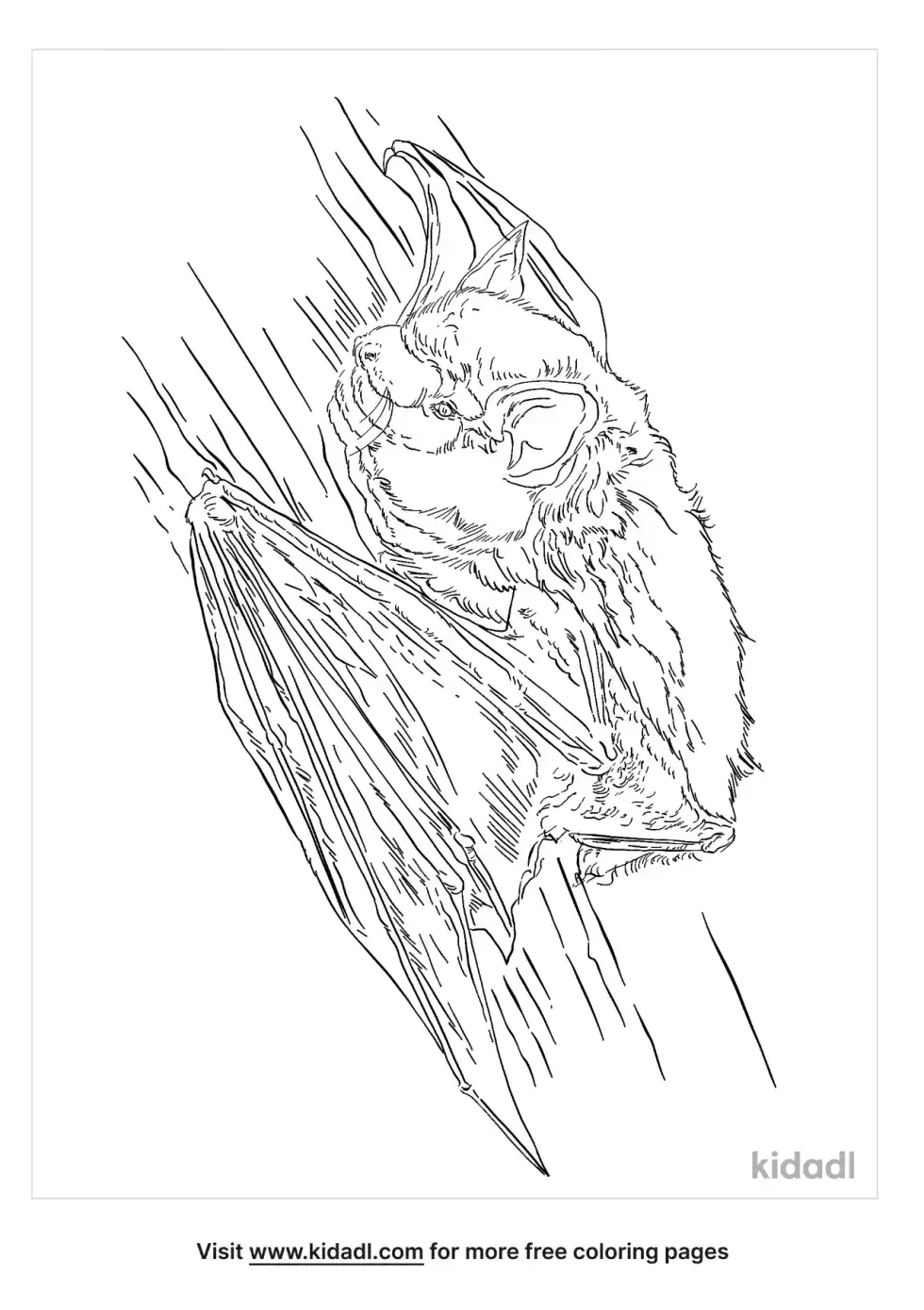 Big Brown Bat Coloring Page
