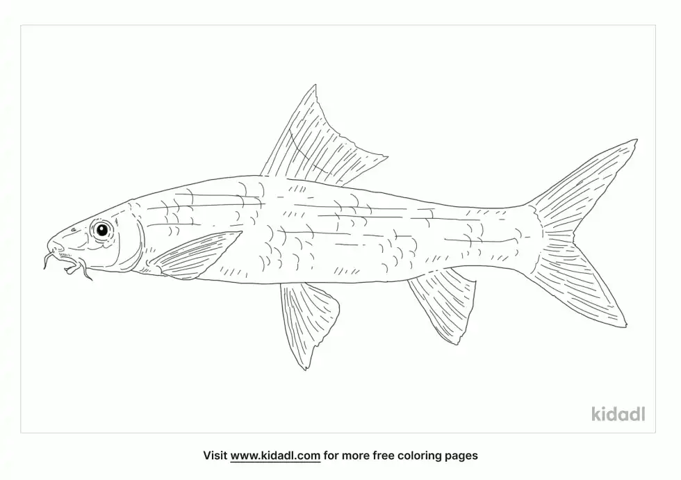 Siamese Flying Fox Coloring Page
