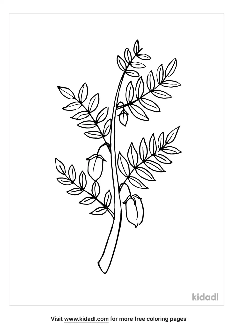 Garbanzo Bean Plant Coloring Page