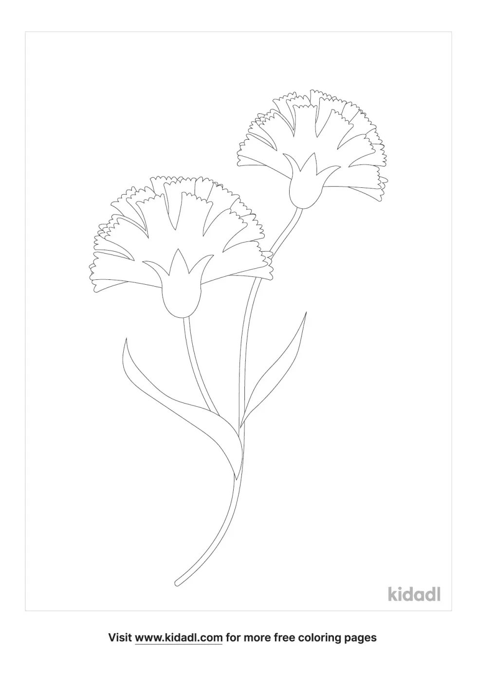 Pink Carnations Coloring Page