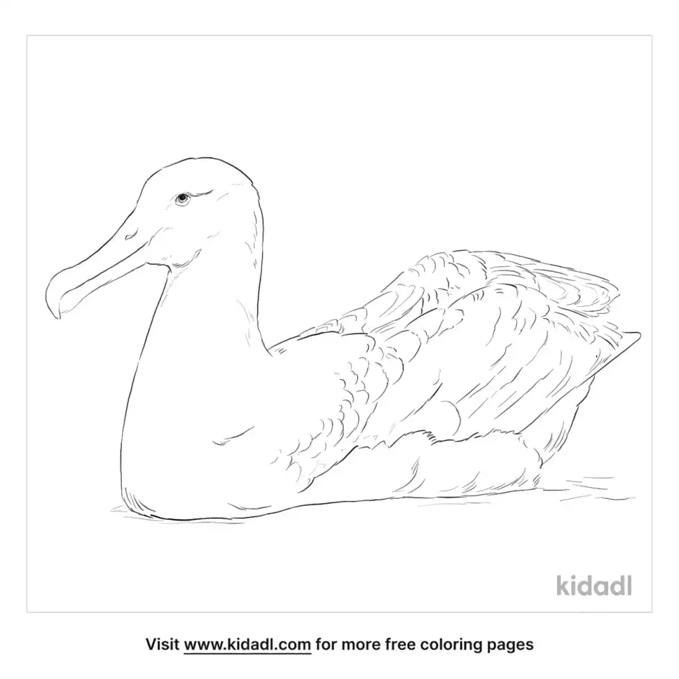 Northern Royal Albatross Coloring Page