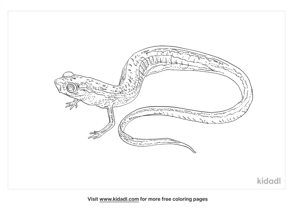 Dwarf Salamander Coloring Page