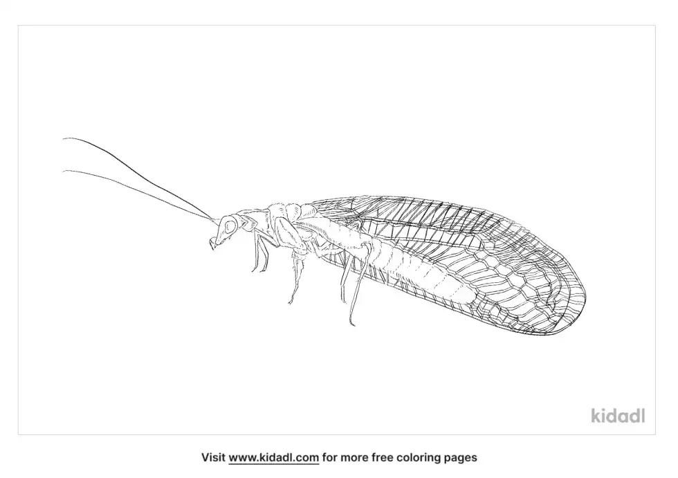 Green Lacewing Coloring Page