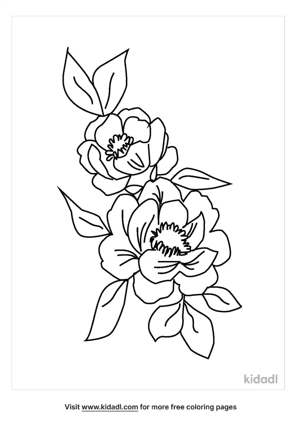 Charisma Floribunda Rose Coloring Page