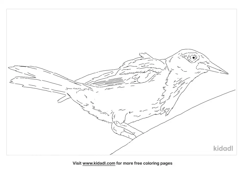 Venezuelan Troupial Coloring Page