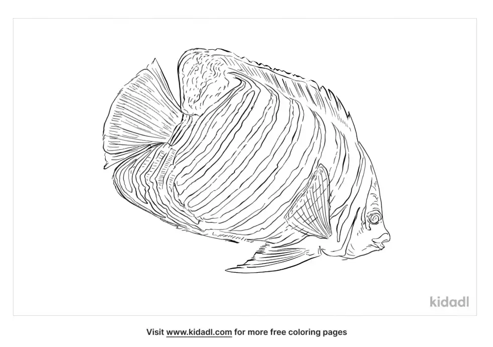 Clarion Angelfish Coloring Page