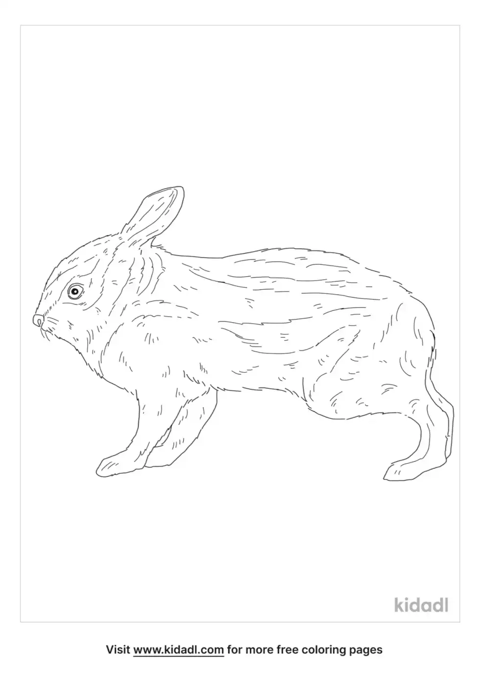 Annamite Striped Rabbit Coloring Page