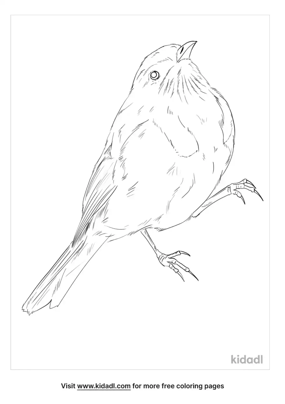 Crescent Honeyeater Coloring Page