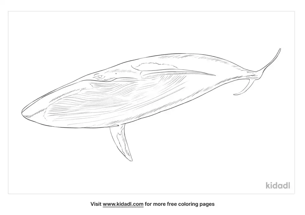 Pygmy Beaked Whale Coloring Page